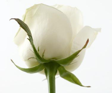بياض الورد White20rose